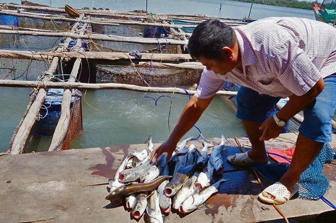 Quảng Ngãi: Nuôi cá biển ngoài vùng quy hoạch trăm bề rủi ro