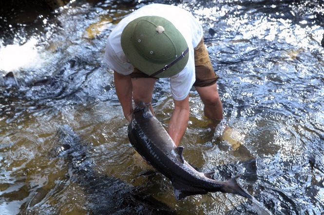 Ngành nuôi cá nước lạnh ở Lào Cai ước đạt 75 tỷ đồng