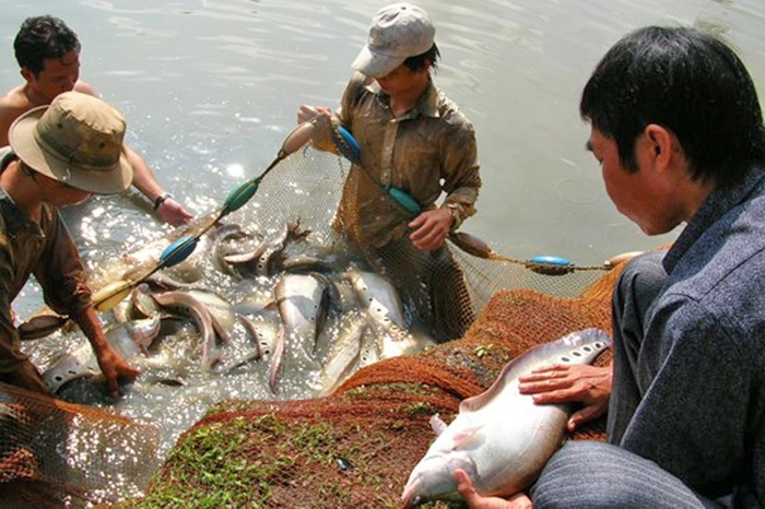 Nuôi cá sặc rằn cá nàng hai  cá nàng hai  thác lác cườm  cá lóc  cá  sặc rằn  cá hô