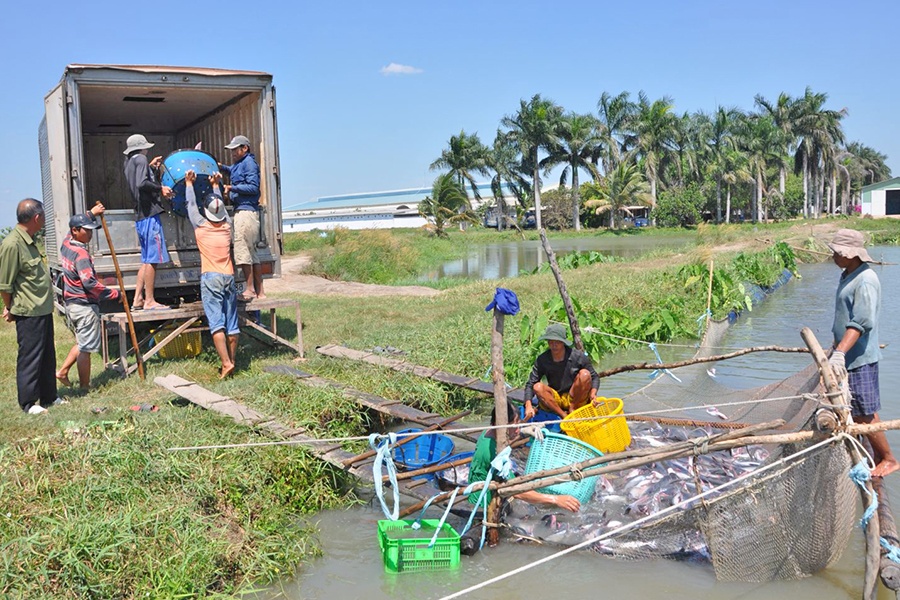Giá cá tra tăng, người nuôi vẫn “dè chừng”