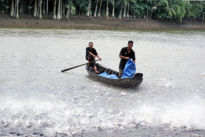 Giống cá tra: Khâu đột phá để nâng chất lượng