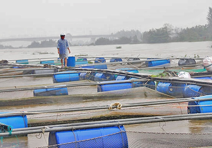 Cảnh báo việc nuôi cá lồng bè trên sông