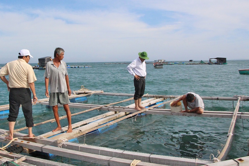 Những khuyến cáo hạn chế thiệt hại cá nuôi lồng bè ở Vĩnh Tân