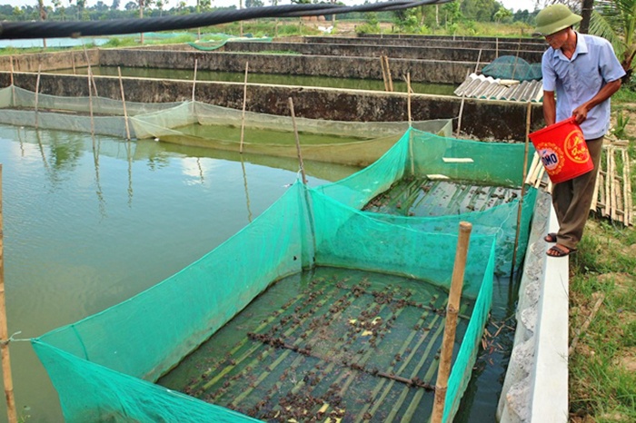 Quảng Bình: làm giàu từ nghề cung cấp ếch giống