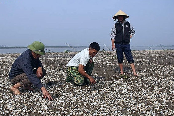 Người nuôi ngao ở Trà Vinh bị thiệt hại kép