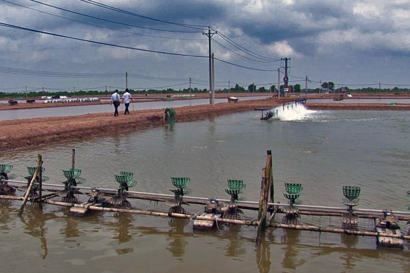 TP Hồ Chí Minh: Tình hình và các giải pháp khuyến cáo nuôi trồng thủy sản