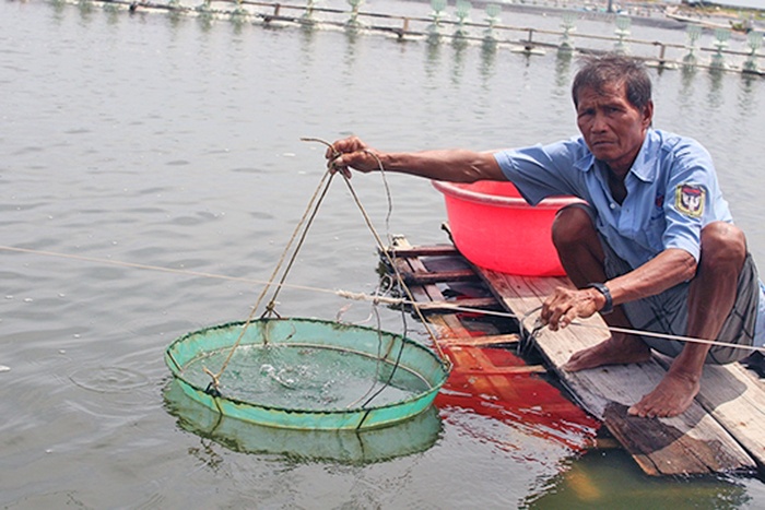 Phú Yên: Vướng mắc gây khó người nuôi tôm