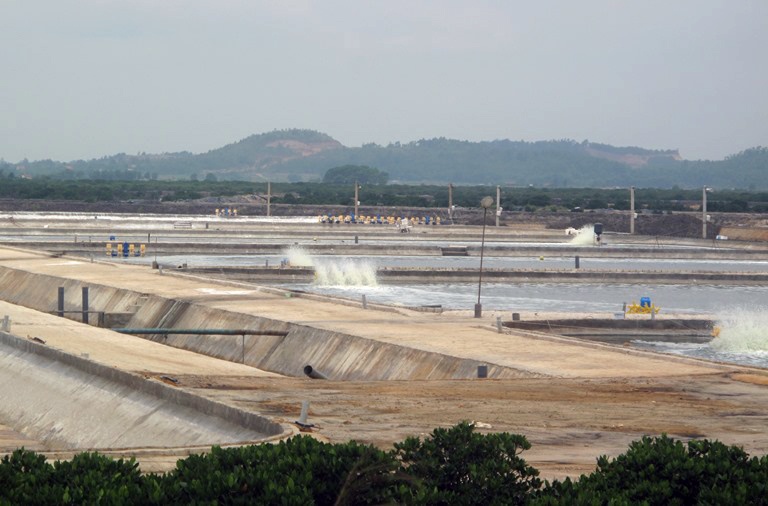 Hiệu quả từ Tổ cộng đồng vùng nuôi trồng thủy sản Hà An