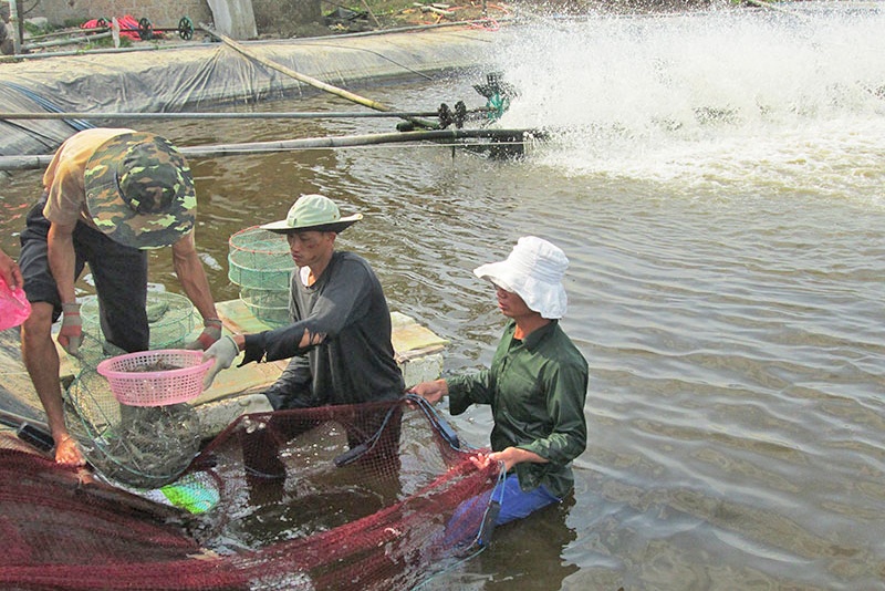 Quảng Trị: Để phát triển nuôi tôm bền vững