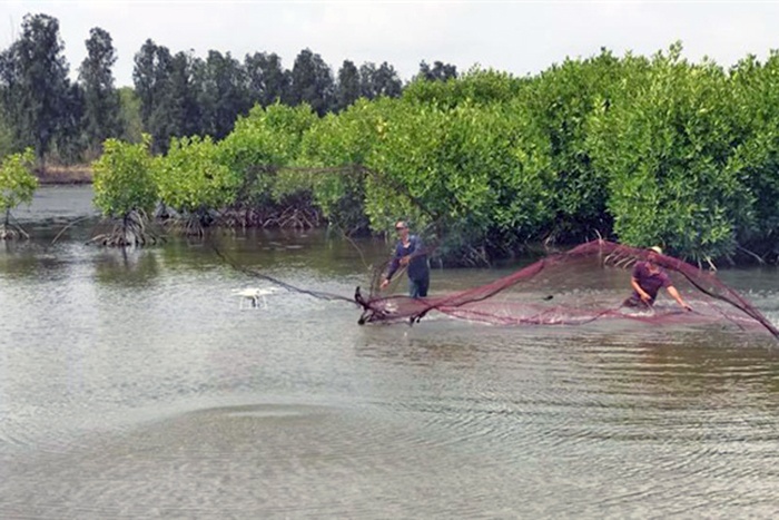Lợi thế tôm sú Việt