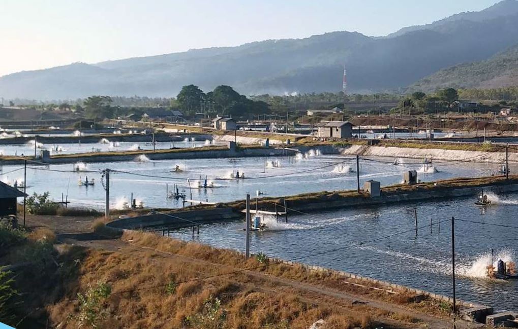 Thái Lan: Giảm số lượng ao tôm quy mô nhỏ