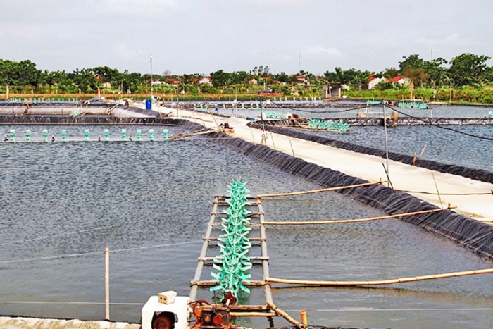 Phát triển nuôi trồng thủy sản theo hướng bền vững