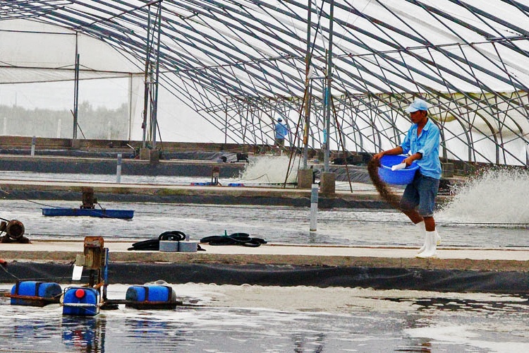 Bạc Liêu: Quyết tâm đột phá từ con tôm