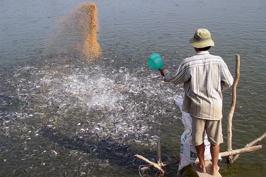 Giá cá tra giống tăng vọt