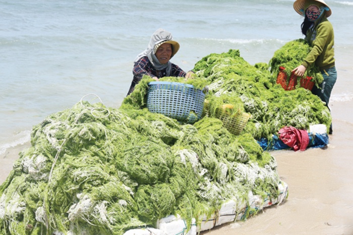 Định hướng nghiên cứu, phát triển ngành rong biển