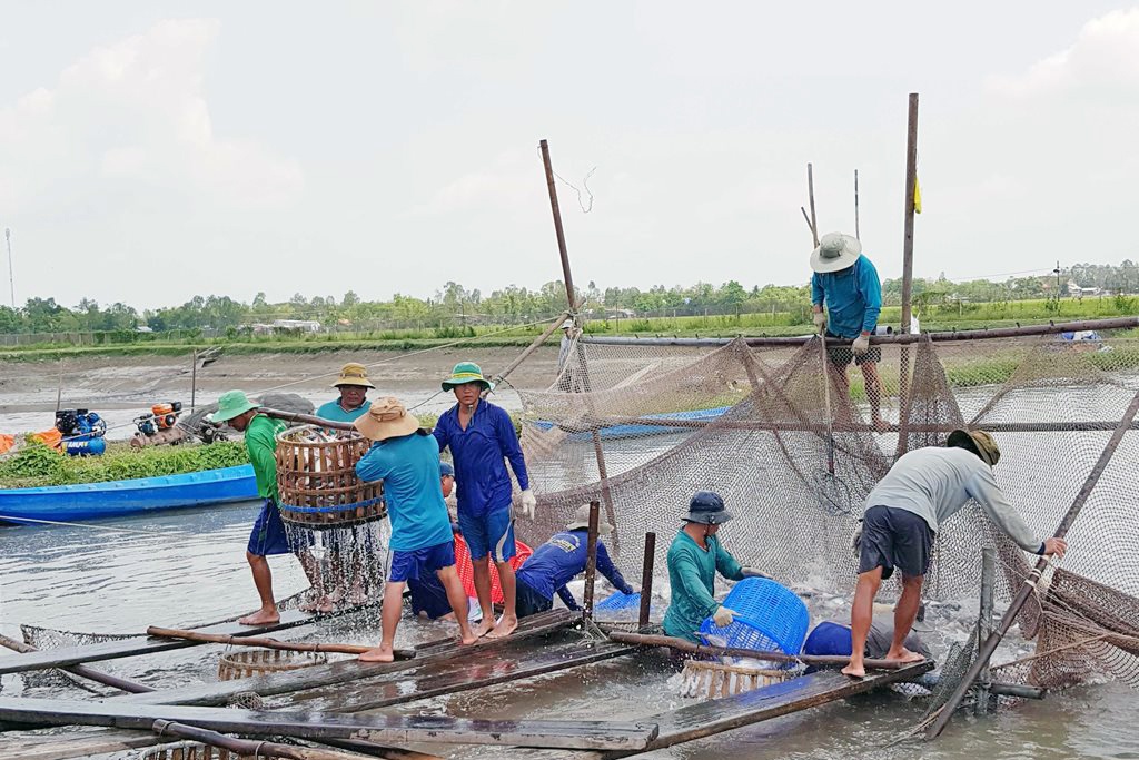 Khai thác cơ hội cá tra
