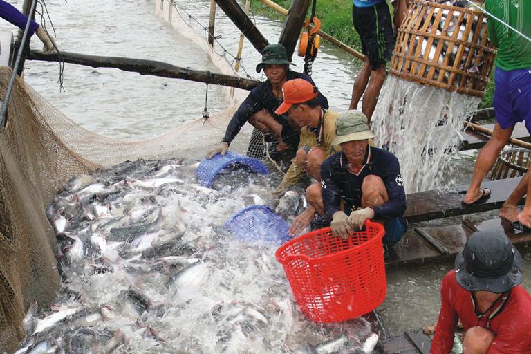 Cá tra Việt Nam phải “vượt cạn” để khẳng định mình