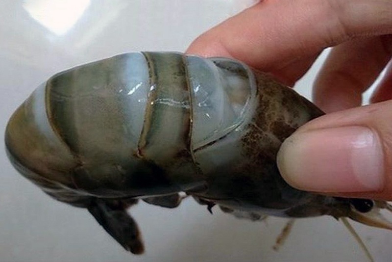 Tăng mức xử phạt với hành vi bơm tạp chất vào tôm