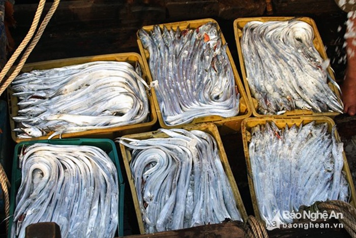 Nghệ An ngư dân trúng hàng chục tấn cá hố xuất khẩu