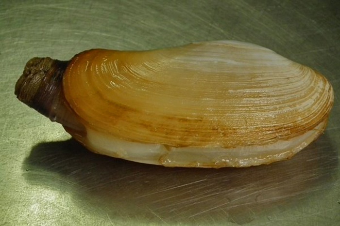 Sản xuất giống và nuôi thương phẩm Tu hài