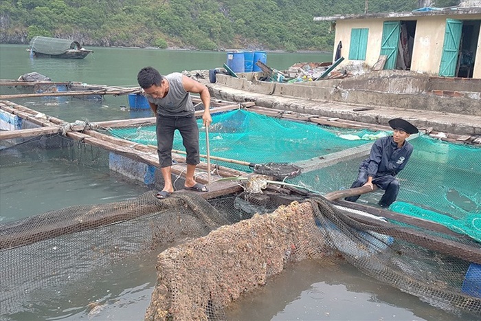 Hàng chục tấn cá lồng chết không rõ nguyên nhân ở Cát Bà