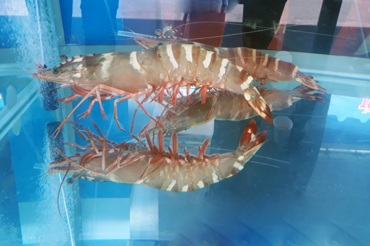 So sánh các loại astaxanthin bổ sung cho tôm sú