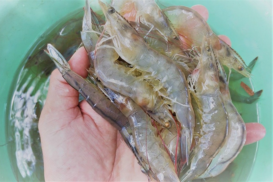 Bến Tre: Số lượng giáp xác tự nhiên nhiễm đốm trắng tăng vọt