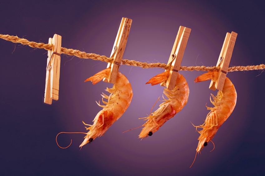 GOAL: Sản lượng tôm ở mỗi khu vực đều dự đoán tăng