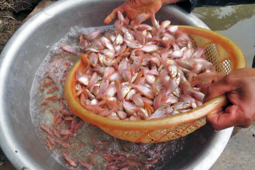 Giá thủy sản nuôi tăng cao, nông dân phấn khởi