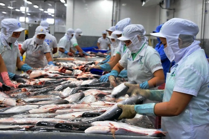 Giá cá tra tăng mạnh nhờ nhu cầu chế biến xuất khẩu