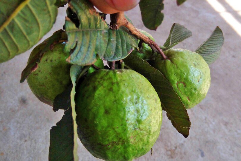 Chiết xuất ổi và diệp hạ châu trị bệnh cho cá tra