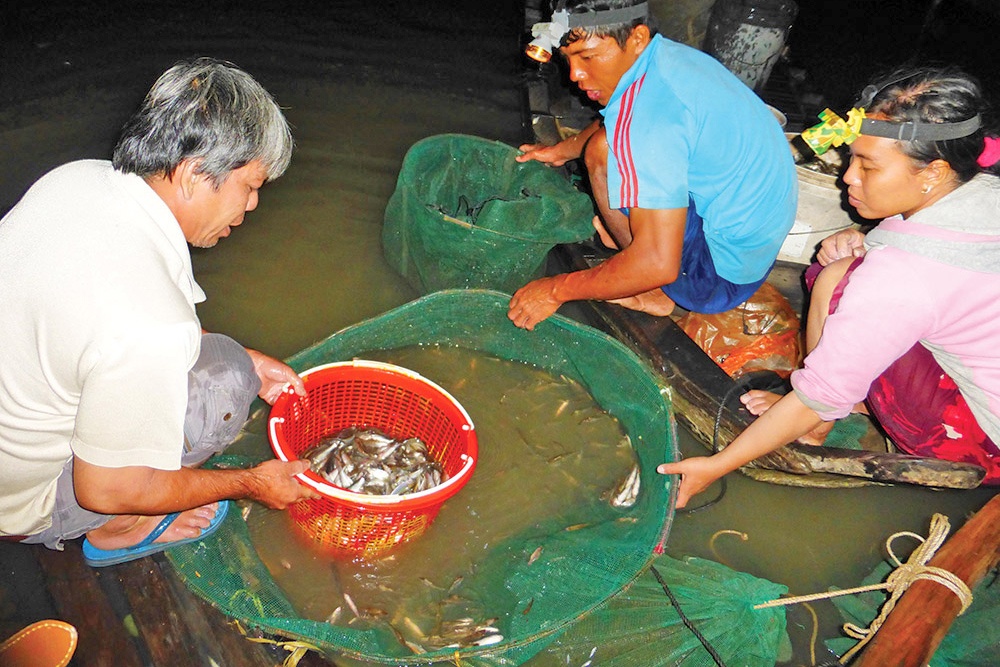 Lênh đênh theo con “cá chạy”