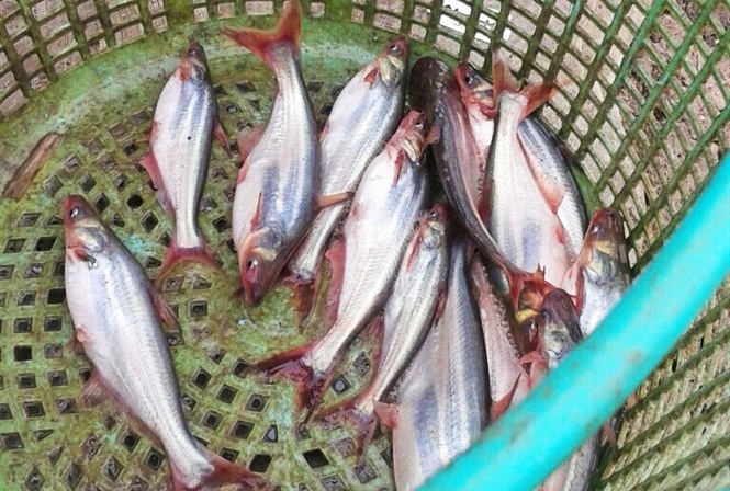 Độc tố tăng nguy cơ nhiễm bệnh trên cá da trơn