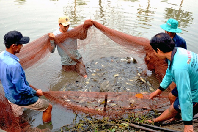 Nông dân Cà Mau trúng đậm mùa cá bổi