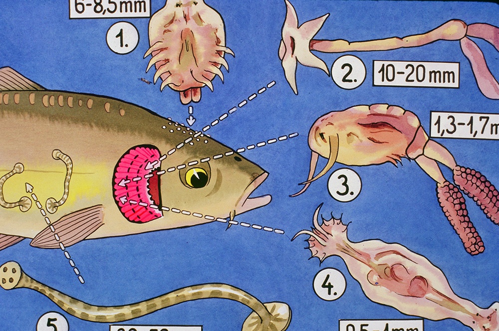 Có những loại ký sinh trùng nào thường xuất hiện trên cá cảnh?

