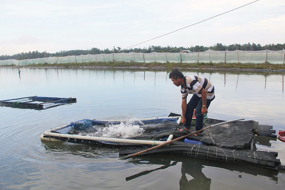 Thành công từ mô hình nuôi cá mú