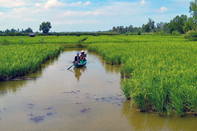 Tập trung đầu tư và phát triển con tôm