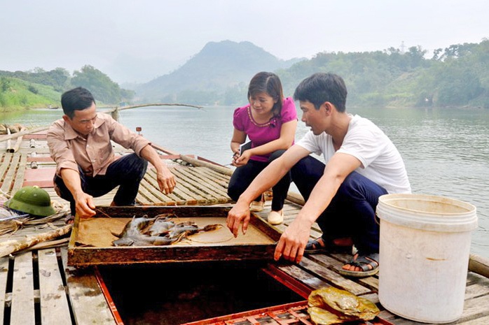 Nuôi loài cá thịt vàng ươm, bán 1 con lãi cả triệu