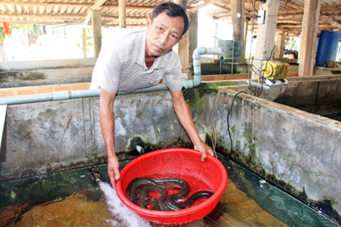 Nông dân Bình Định nuôi cá chình lãi 400 triệu/năm