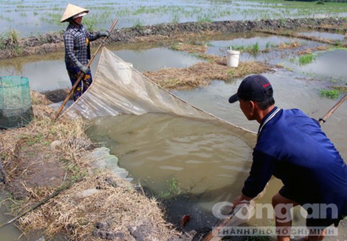 Lũ uy hiếp Làng cá lóc giống lớn nhất miền Tây