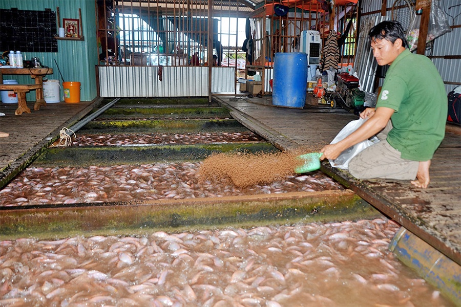 Phát triển nghề nuôi cá lồng bè An Giang
