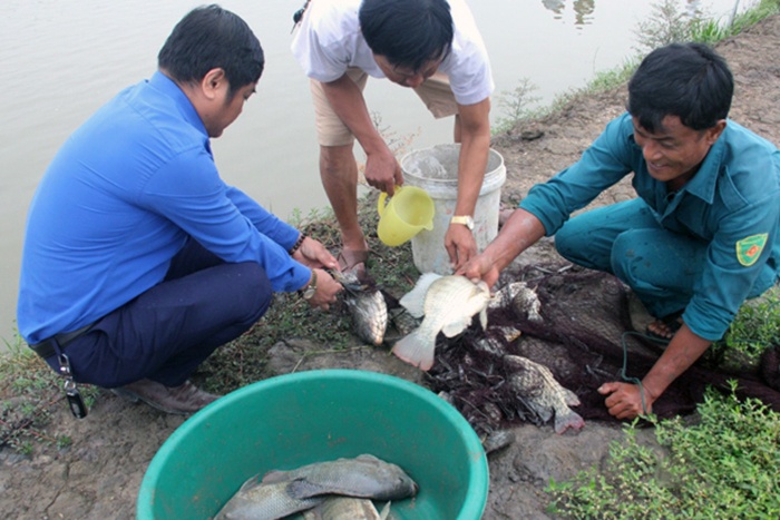 Nuôi cá rô phi theo VietGAP: Năng suất, sản lượng cao