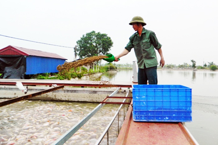 Hiệu quả của 6 mô hình nuôi cá "sông trong ao"