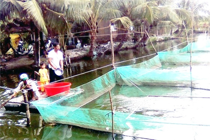 Mô hình nuôi cá trê vàng trong vèo cho thu nhập cao ở Phụng Hiệp