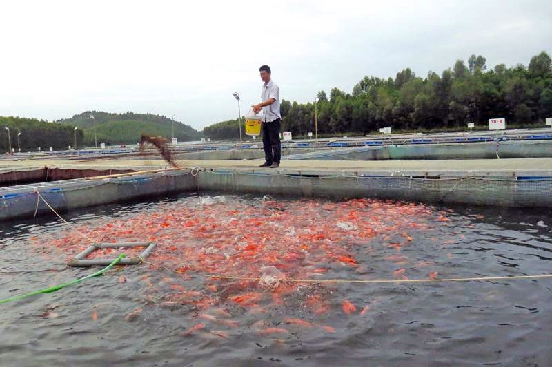 Xác lập nhãn hiệu chứng nhận “Cá hồ Thác Bà”