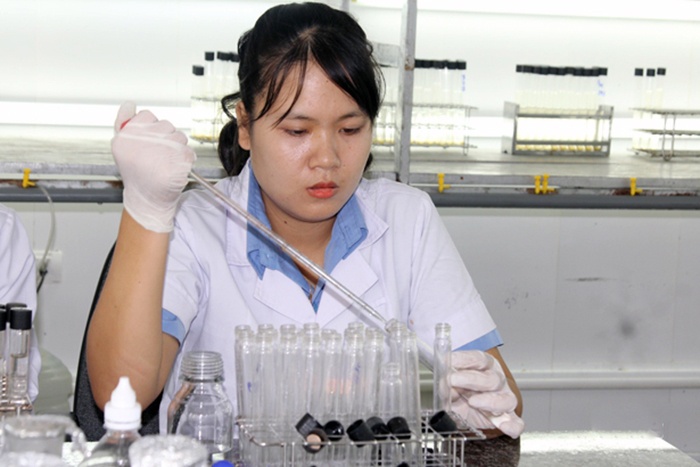 Sáng kiến trong nuôi cấy thức ăn tươi cho ấu trùng tôm