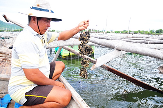 Hiệu quả mô hình nuôi hàu Thái Bình Dương ở Cam Lâm