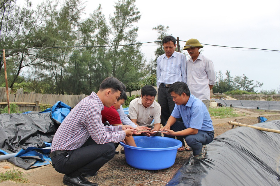 Quảng Trị: Giảm rủi ro nhờ mô hình nuôi tôm 2 giai đoạn