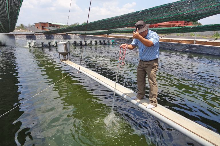 Cần Giuộc: Thu hoạch 1000 ha tôm với sản lượng đạt 2.400 tấn