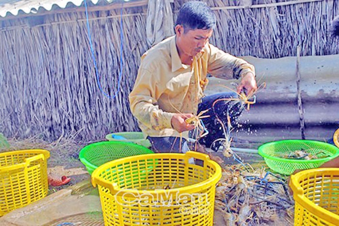 Tôm càng xanh vào vụ thu hoạch